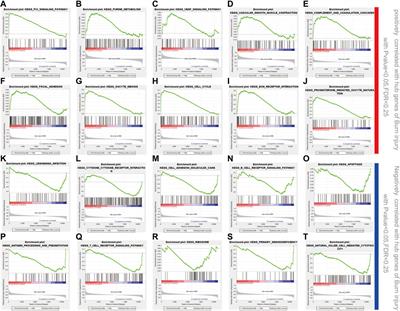 Identification of Novel Biomarkers With Diagnostic Value and Immune Infiltration in Burn Injury